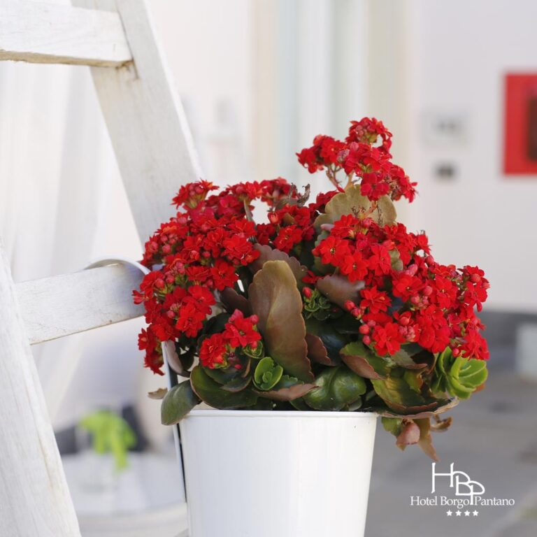 perch sceglierci hbp ev 768x768