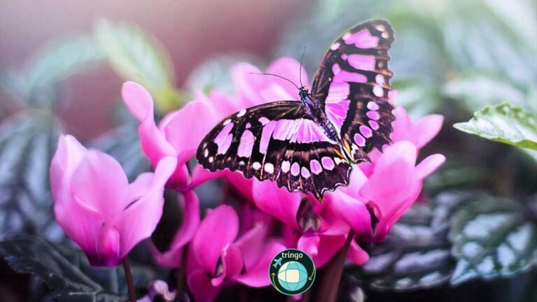 primavera 2 m 1200x675 768x432