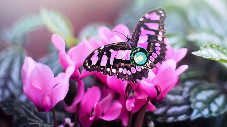 primavera 3 1200x675 768x432