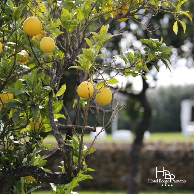 storia hbp ev 768x768