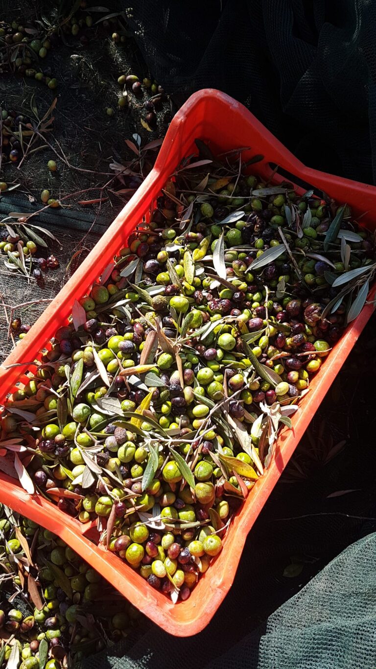 agriturismopoderecirene 6 768x1365