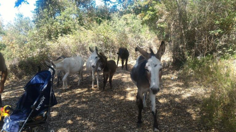 img 20170823 wa0003 largejpg 1 768x432