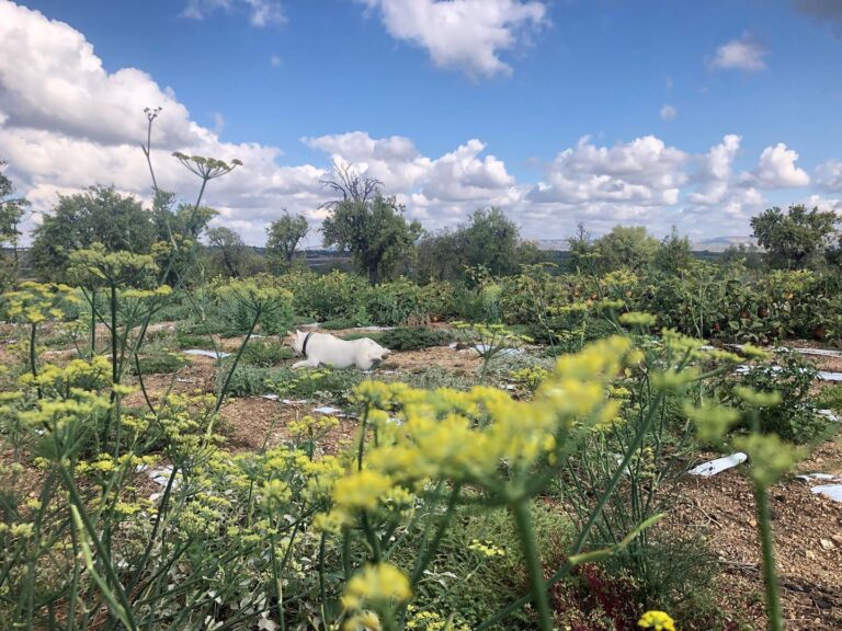 pantanellidivendicari 3 768x576