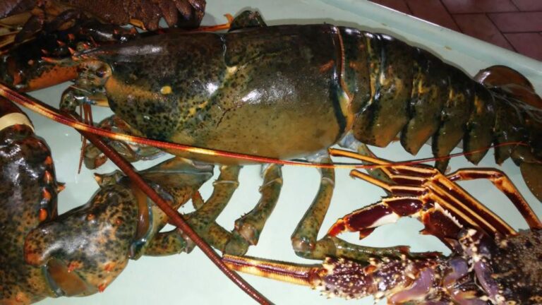 arrivi dai nostri mercati 1 768x432