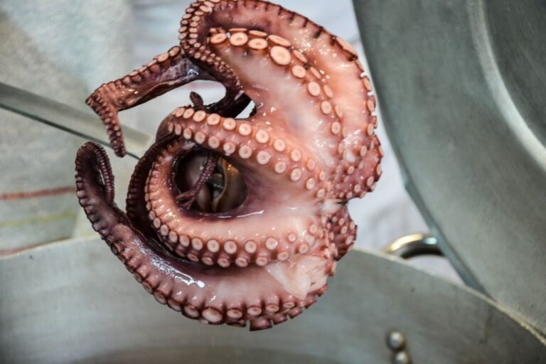 polpo caldo tagliato 1 768x512